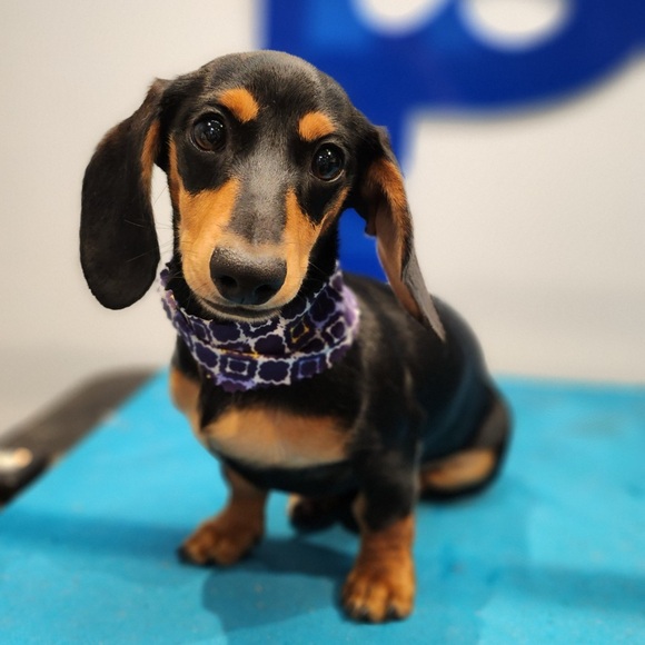 Meet your Posher, Samantha - Picture 8 of 8